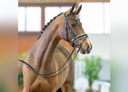 Westfalisk häst, Sto, 5 år, 162 cm, Brun