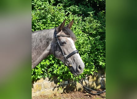 Westfalisk häst, Sto, 5 år, 162 cm, Grå-blå-brun
