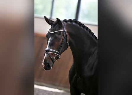 Westfalisk häst, Sto, 5 år, 164 cm, Mörkbrun