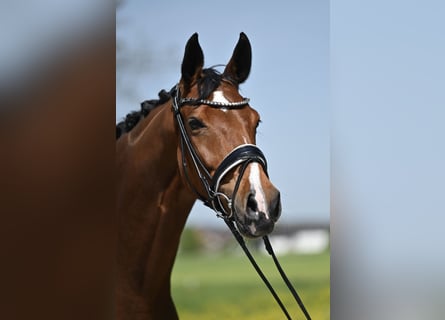Westfalisk häst, Sto, 5 år, 165 cm, Brun