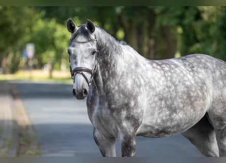 Westfalisk häst, Sto, 5 år, 165 cm, Grå