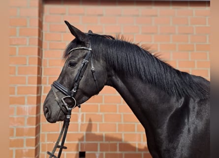 Westfalisk häst, Sto, 5 år, 165 cm, Svart