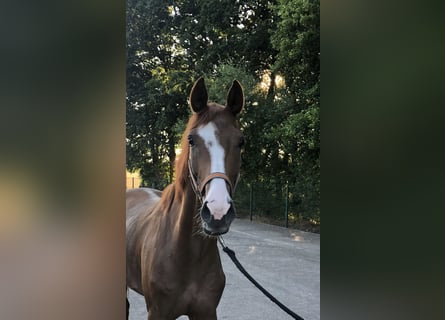 Westfalisk häst, Sto, 5 år, 166 cm, fux