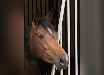 Westfalisk häst, Sto, 5 år, 166 cm, Mörkbrun