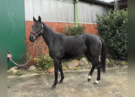 Westfalisk häst, Sto, 5 år, 166 cm, Svart