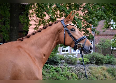 Westfalisk häst, Sto, 5 år, 167 cm, fux