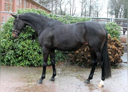 Westfalisk häst, Sto, 5 år, 167 cm, Mörkbrun