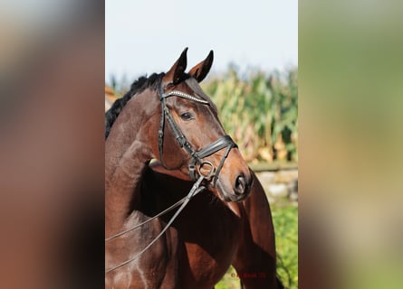 Westfalisk häst, Sto, 5 år, 167 cm, Mörkbrun
