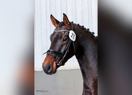 Westfalisk häst, Sto, 5 år, 168 cm, Brun