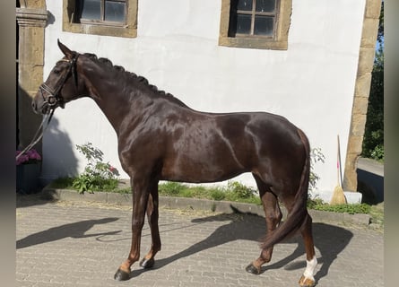 Westfalisk häst, Sto, 5 år, 170 cm, Fux