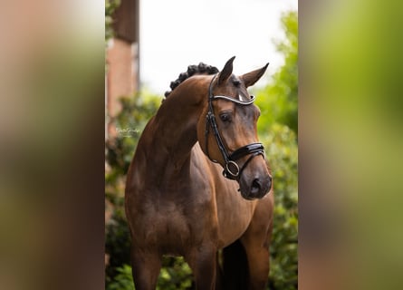 Westfalisk häst, Sto, 5 år, 170 cm, Mörkbrun