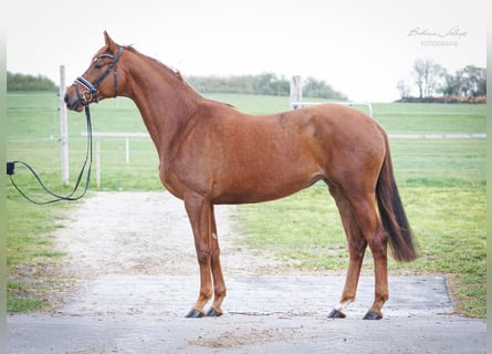 Westfalisk häst, Sto, 5 år, 171 cm, fux