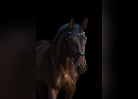 Westfalisk häst, Sto, 5 år, 172 cm, Mörkbrun