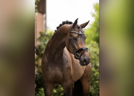 Westfalisk häst, Sto, 5 år, 172 cm, Mörkbrun