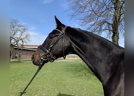 Westfalisk häst, Sto, 5 år, 172 cm, Rökfärgad svart