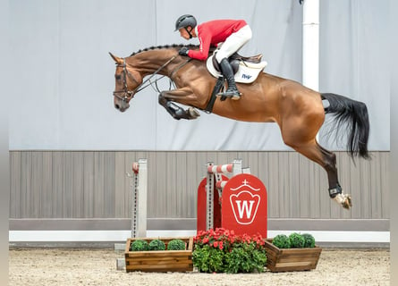 Westfalisk häst, Sto, 5 år, 174 cm, Brun