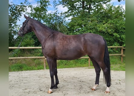 Westfalisk häst, Sto, 5 år, 180 cm, Svart