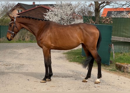 Westfalisk häst, Sto, 5 år, Brun