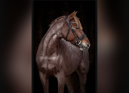 Westfalisk häst, Sto, 6 år, 154 cm, Rödskimmel