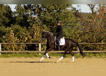 Westfalisk häst, Sto, 6 år, 160 cm, Svart