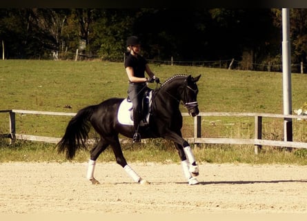 Westfalisk häst, Sto, 6 år, 165 cm, Svart