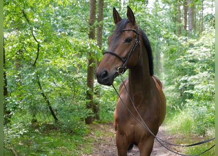 Westfalisk häst, Sto, 6 år, 166 cm, Brun
