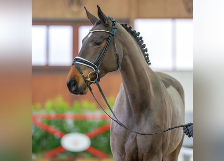 Westfalisk häst, Sto, 6 år, 167 cm, Rökfärgad svart