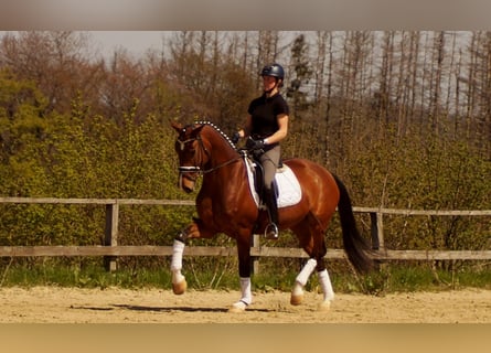 Westfalisk häst, Sto, 6 år, 168 cm, Brun