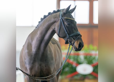 Westfalisk häst, Sto, 6 år, 168 cm, Mörkbrun