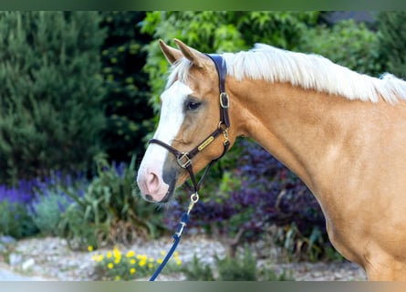 Westfalisk häst, Sto, 6 år, 168 cm, Palomino