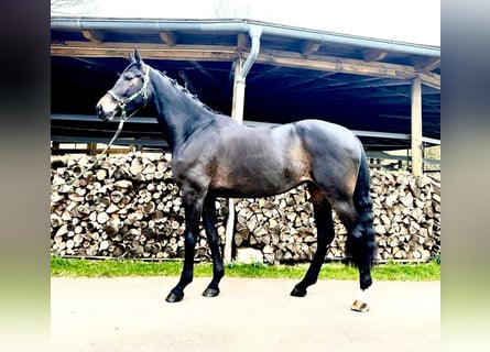 Westfalisk häst, Sto, 6 år, 168 cm, Rökfärgad svart
