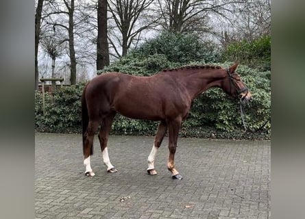 Westfalisk häst, Sto, 6 år, 170 cm, Fux