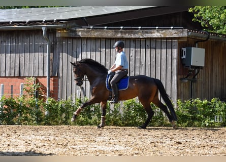 Westfalisk häst, Sto, 6 år, 172 cm, Brun