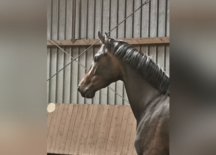 Westfalisk häst, Sto, 6 år, 173 cm, Mörkbrun