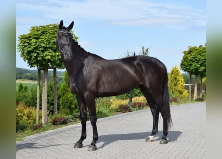 Westfalisk häst, Sto, 6 år, 173 cm, Svart