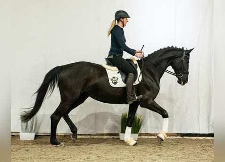 Westfalisk häst, Sto, 6 år, 173 cm, Svart