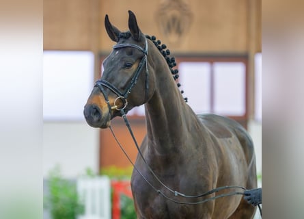 Westfalisk häst, Sto, 6 år, 175 cm, Rökfärgad svart