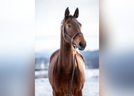 Westfalisk häst, Sto, 6 år, 176 cm, Brun