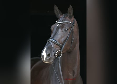 Westfalisk häst, Sto, 6 år, 178 cm, Svart