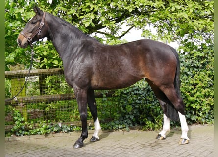 Westfalisk häst, Sto, 7 år, 161 cm