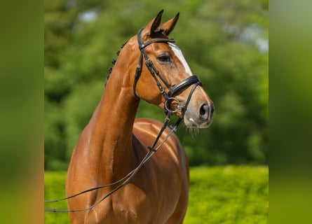 Westfalisk häst, Sto, 7 år, 163 cm, Brun