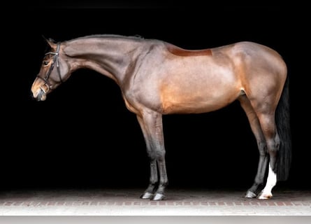 Westfalisk häst, Sto, 7 år, 168 cm, Brun