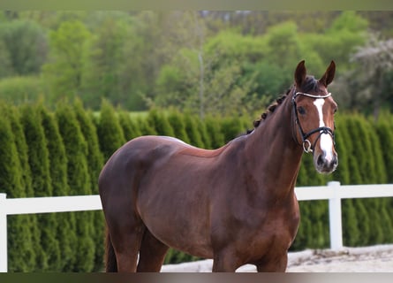 Westfalisk häst, Sto, 7 år, 168 cm, Fux
