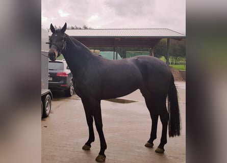 Westfalisk häst, Sto, 7 år, 170 cm, Mörkbrun