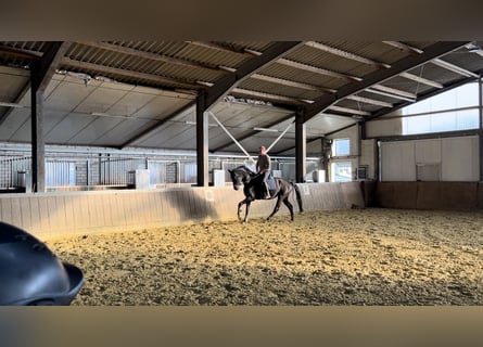 Westfalisk häst, Sto, 7 år, 171 cm, Svart