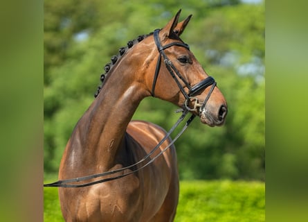 Westfalisk häst, Sto, 7 år, 176 cm, Brun