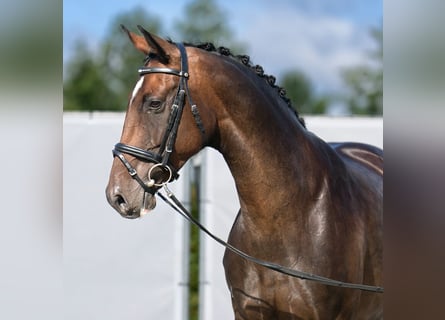 Westfalisk häst, Sto, 8 år, 162 cm, Brun