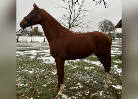 Westfalisk häst, Sto, 8 år, 165 cm, fux