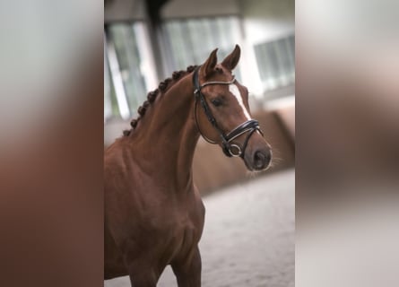 Westfalisk häst, Sto, 8 år, 168 cm, fux