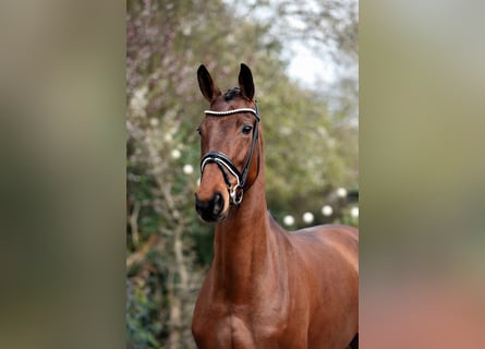Westfalisk häst, Sto, 8 år, 171 cm, Brun